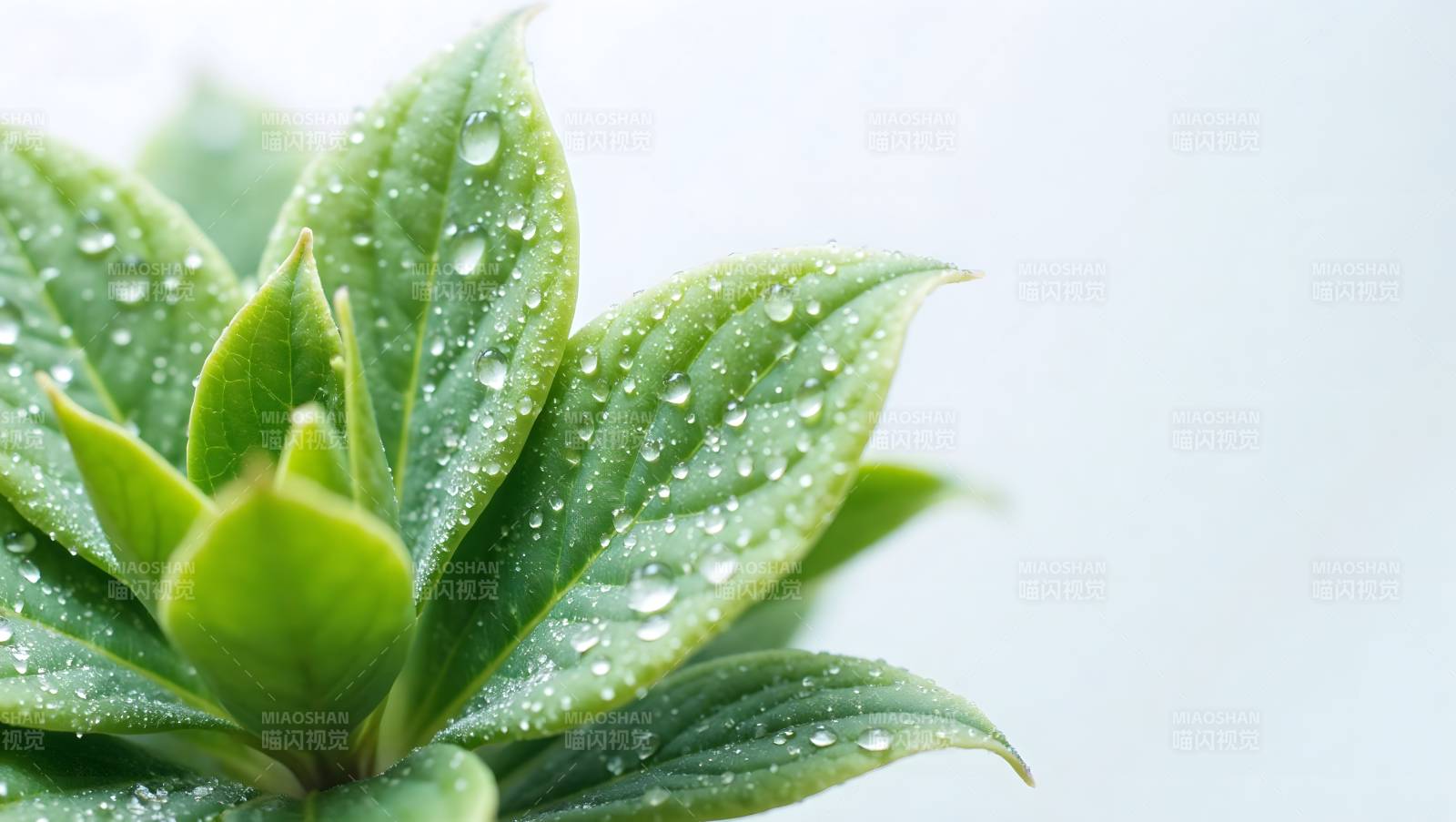 露珠点缀绿叶图片