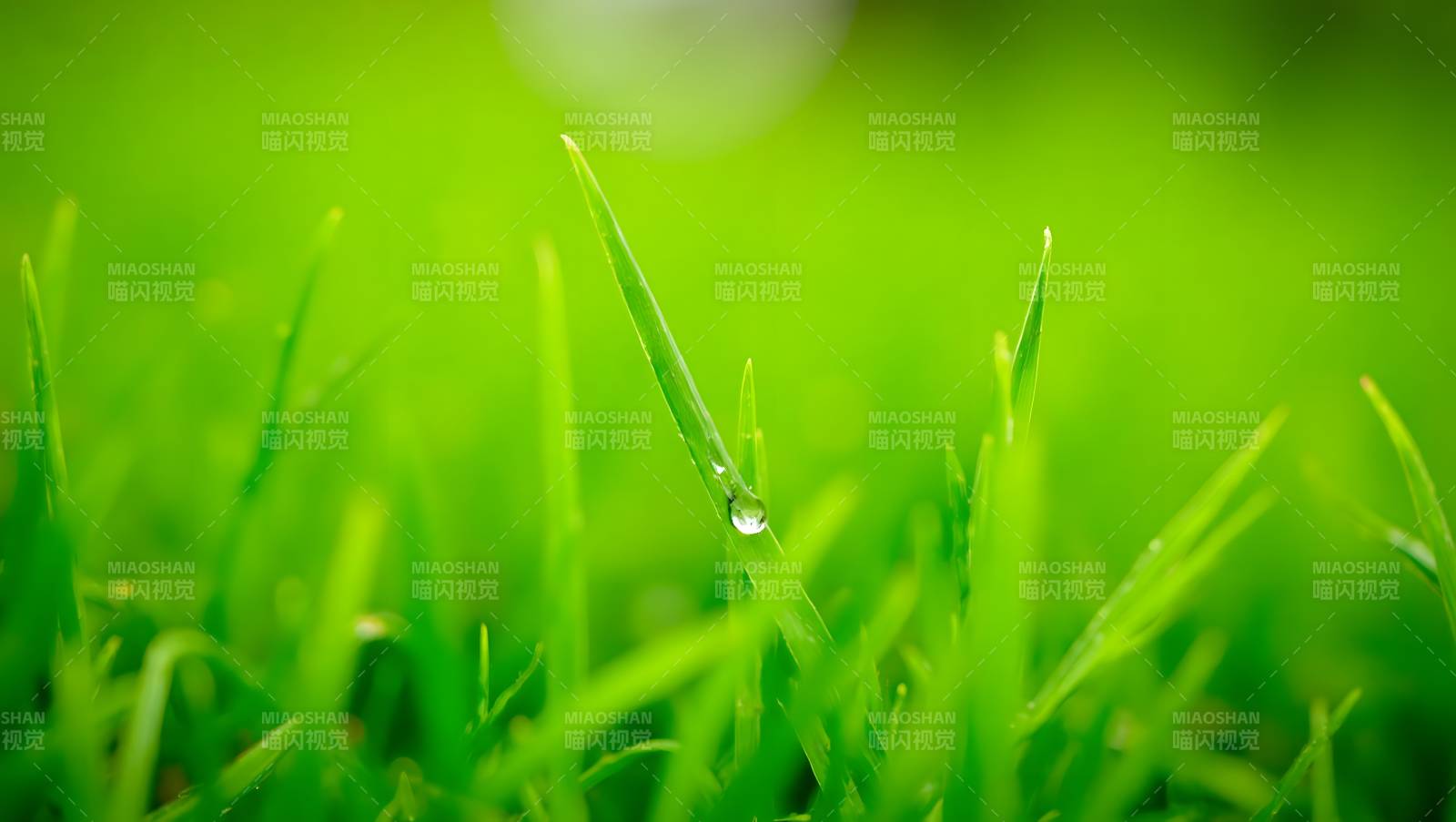 露珠草尖 绿意盎然图片