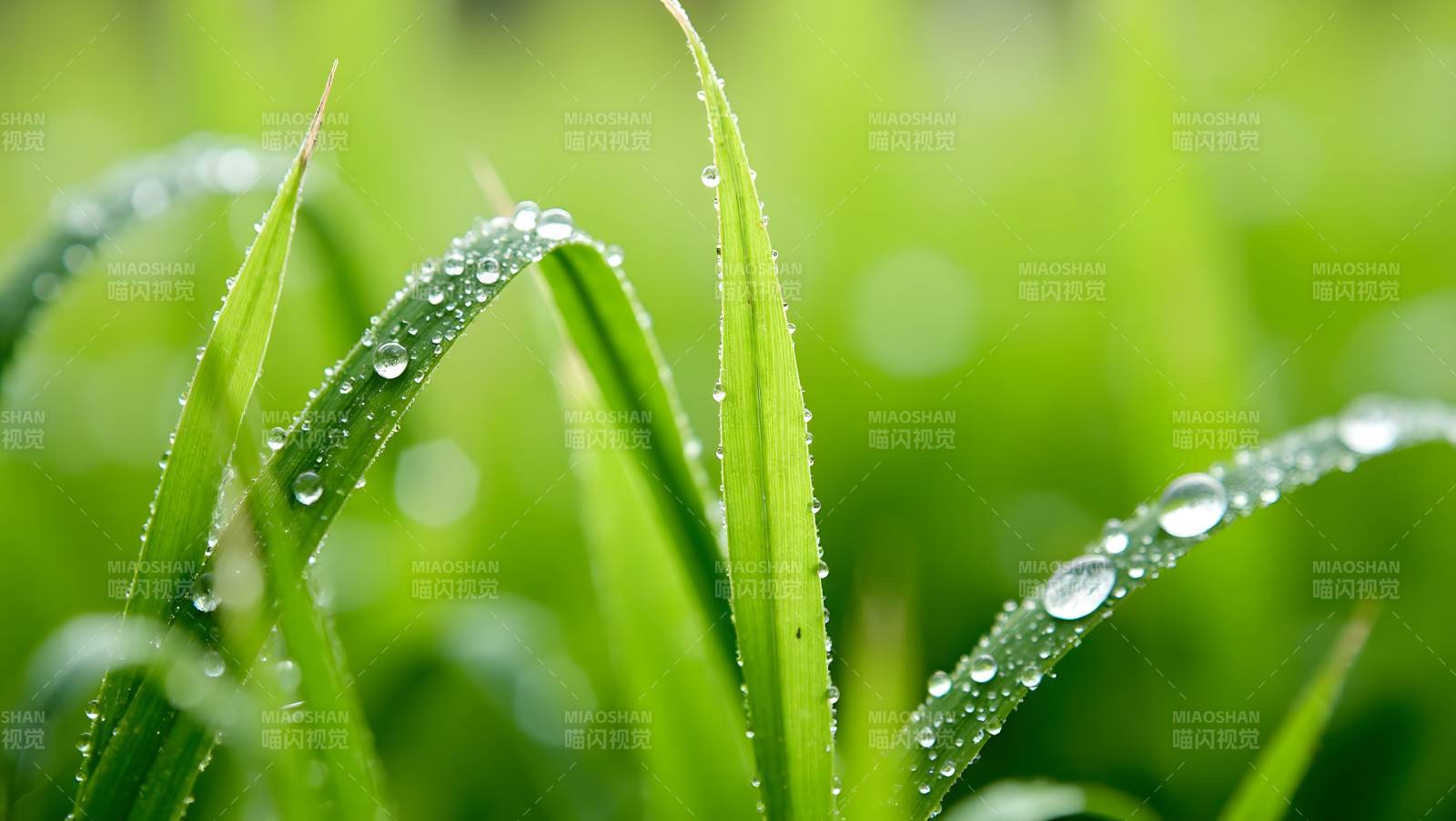 露珠草叶 清新自然图片