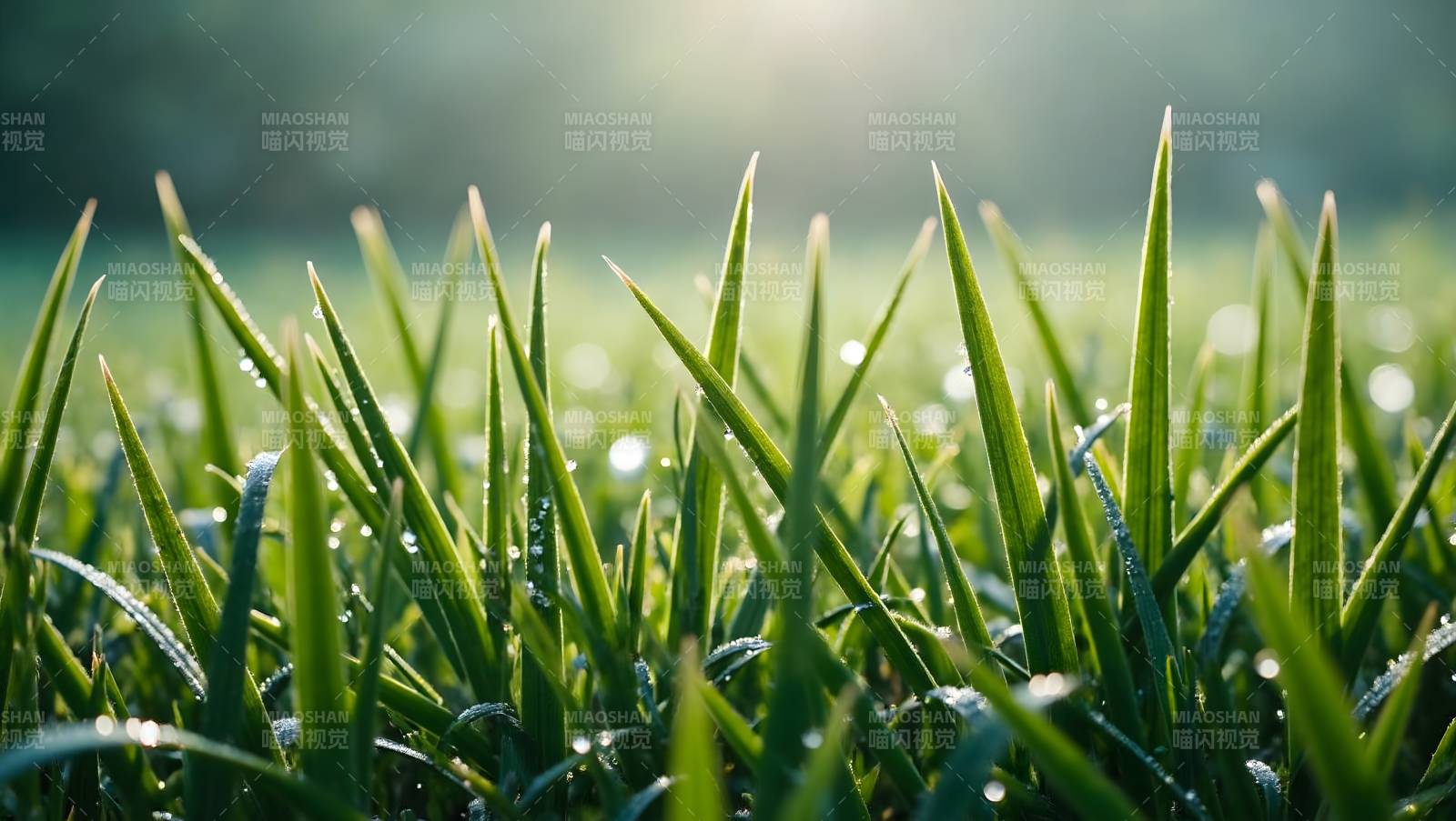 晨露青草图片