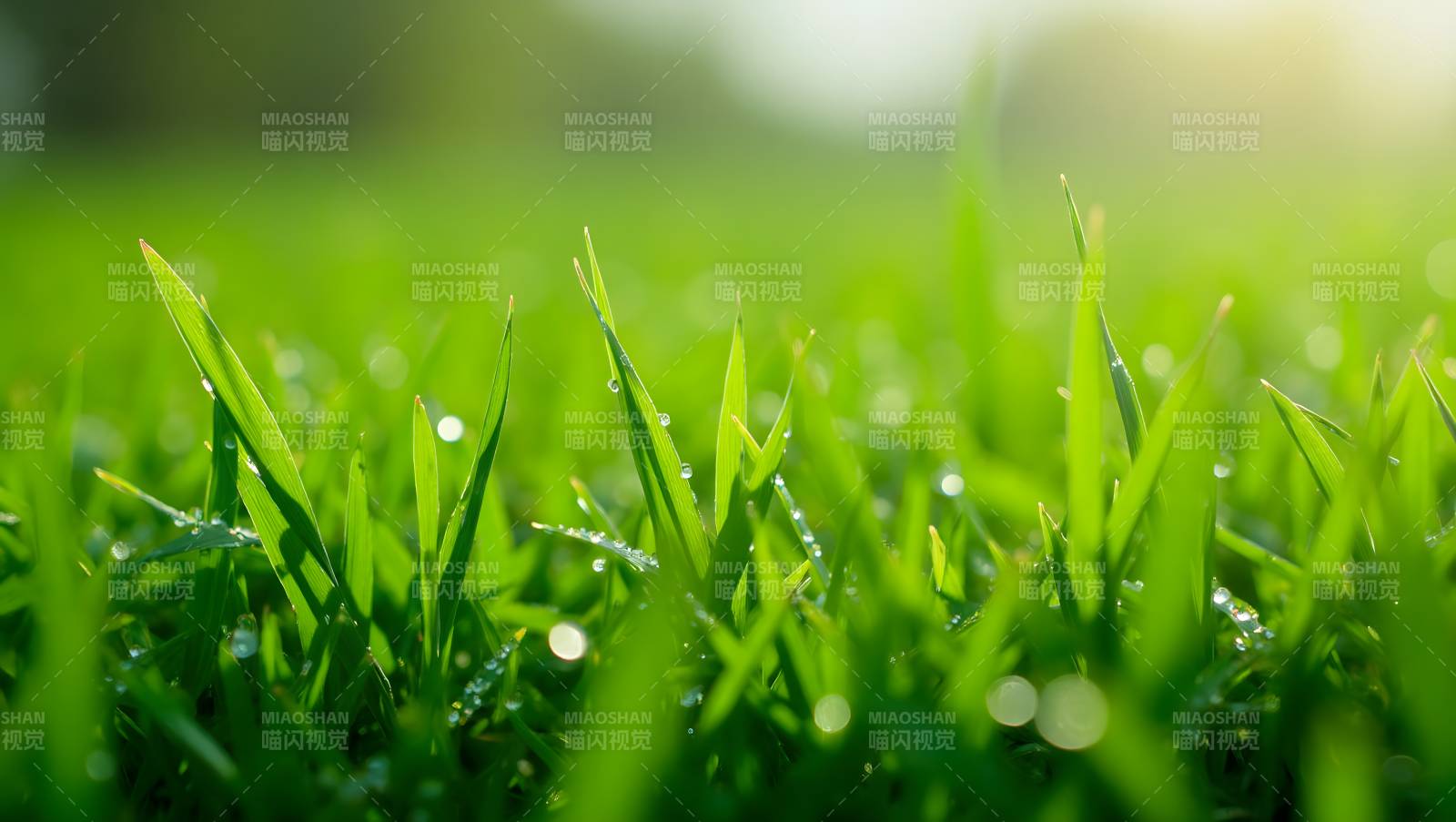 晨露绿草图片