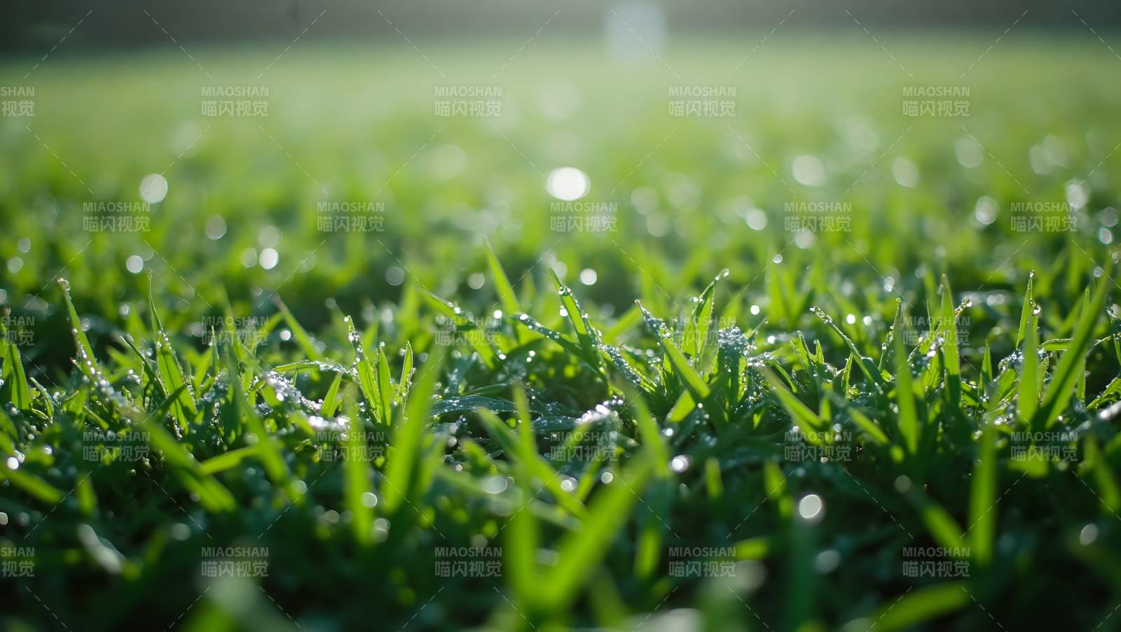 晨露绿草图片