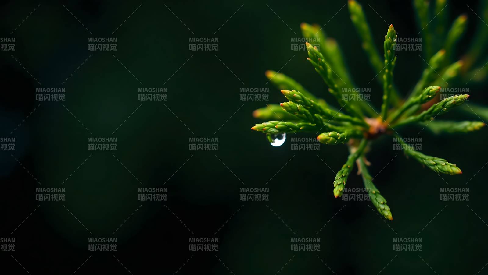 露珠挂松针图片