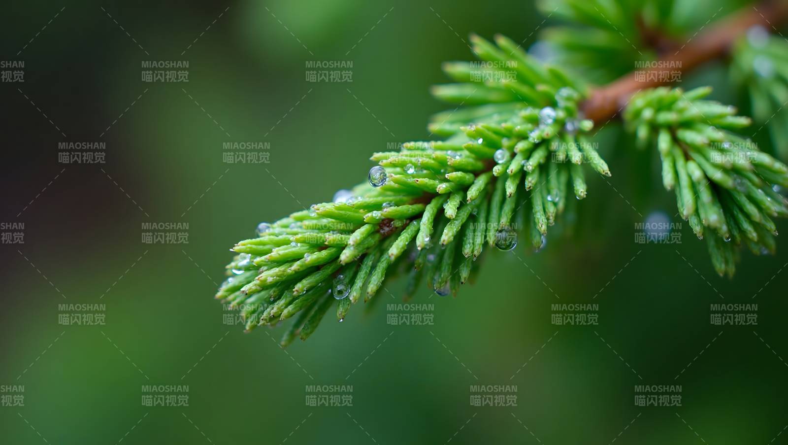 松枝露珠晶莹图片