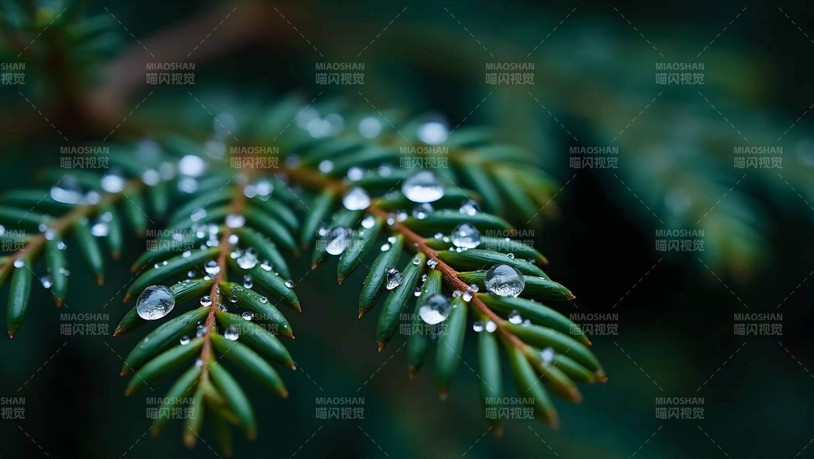 雨露松针图片
