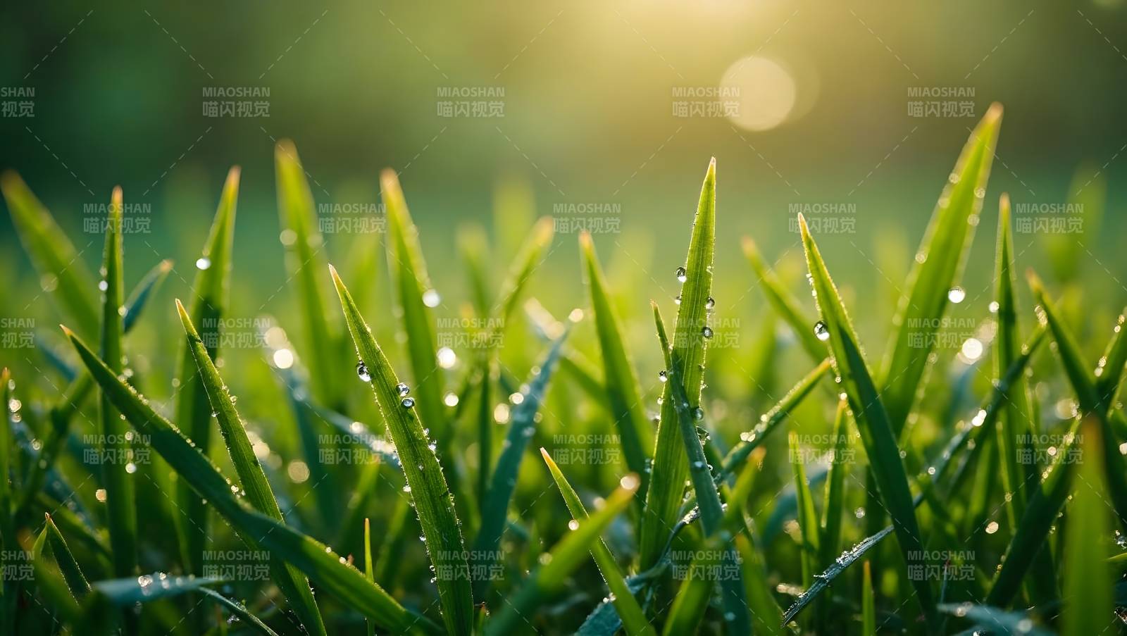 晨露草尖图片
