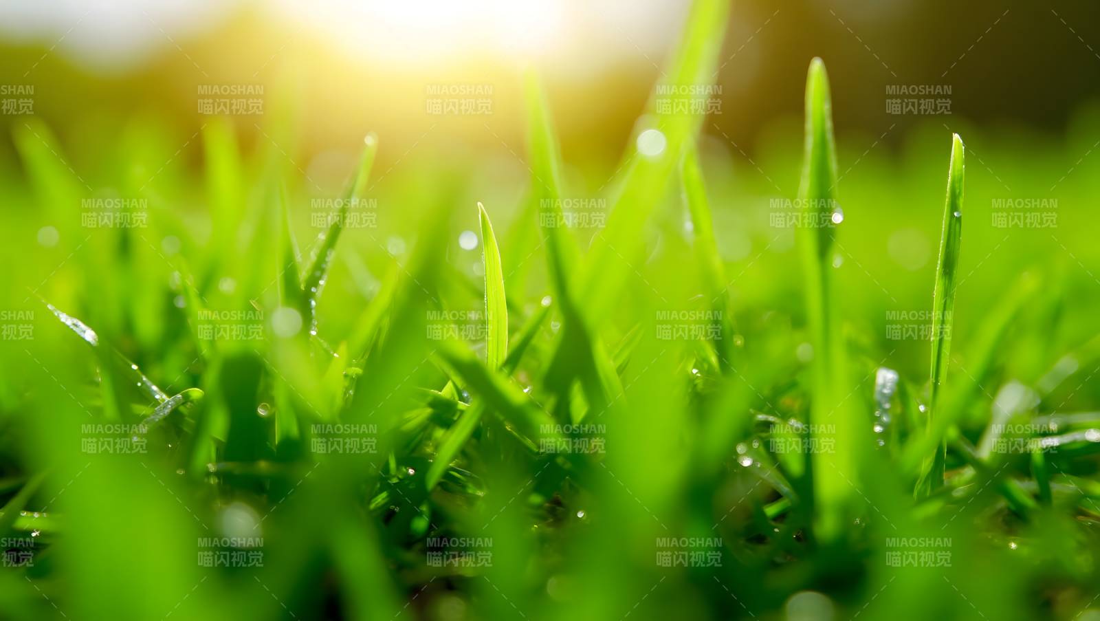 晨露绿草生机盎然图片