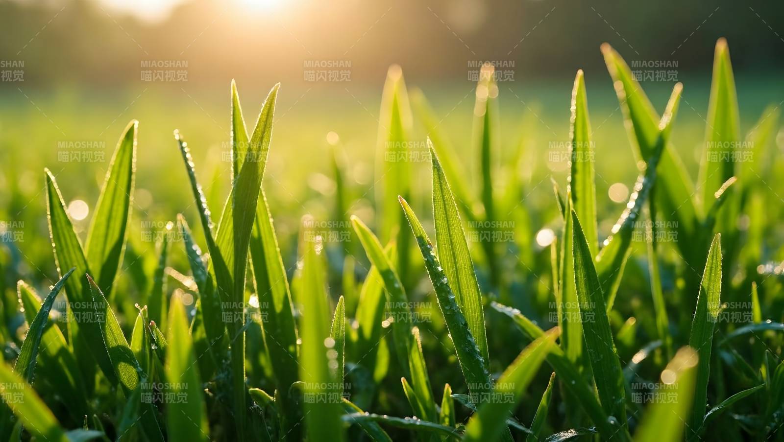 晨光中的绿草图片