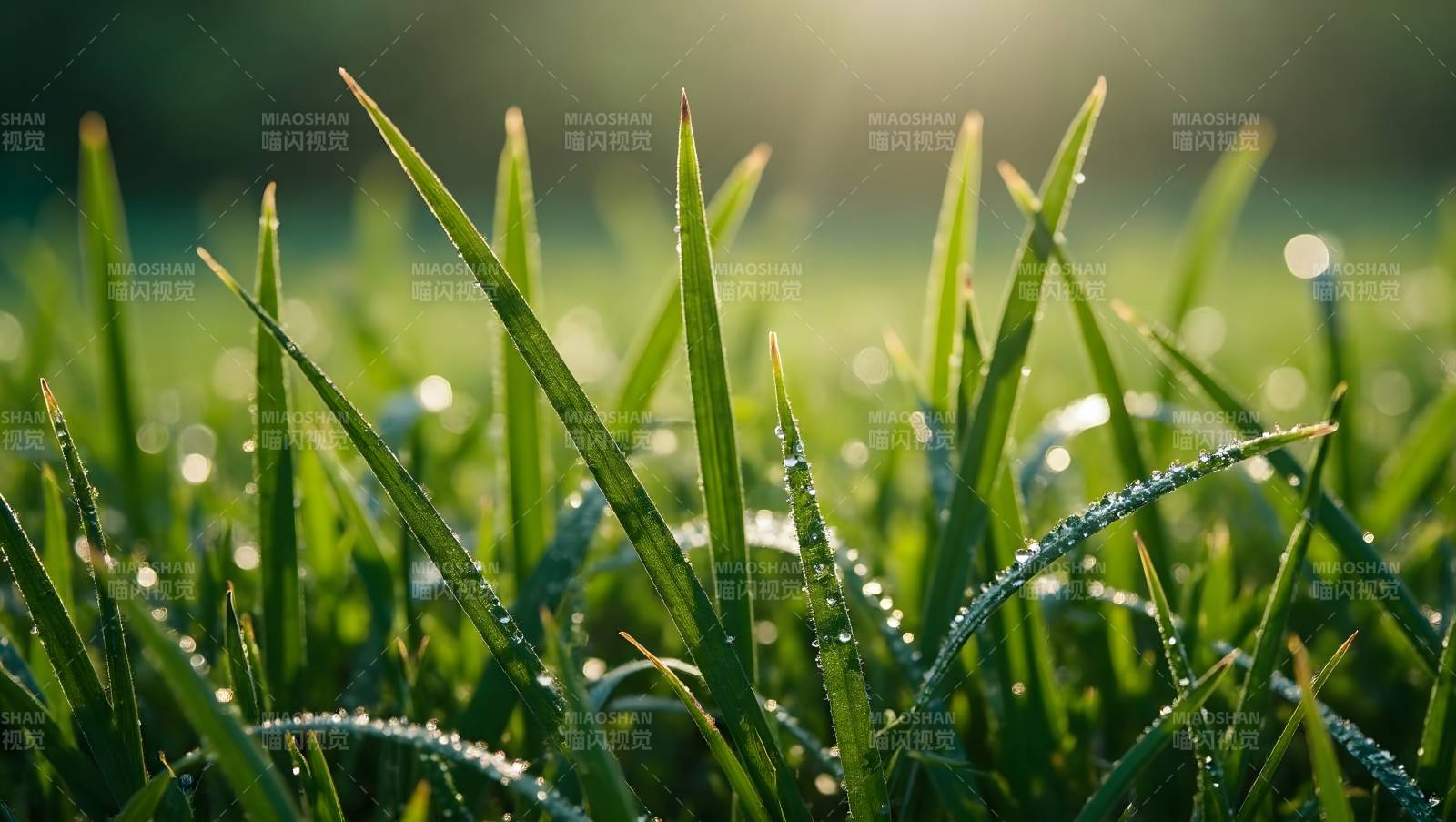 晨露草尖图片