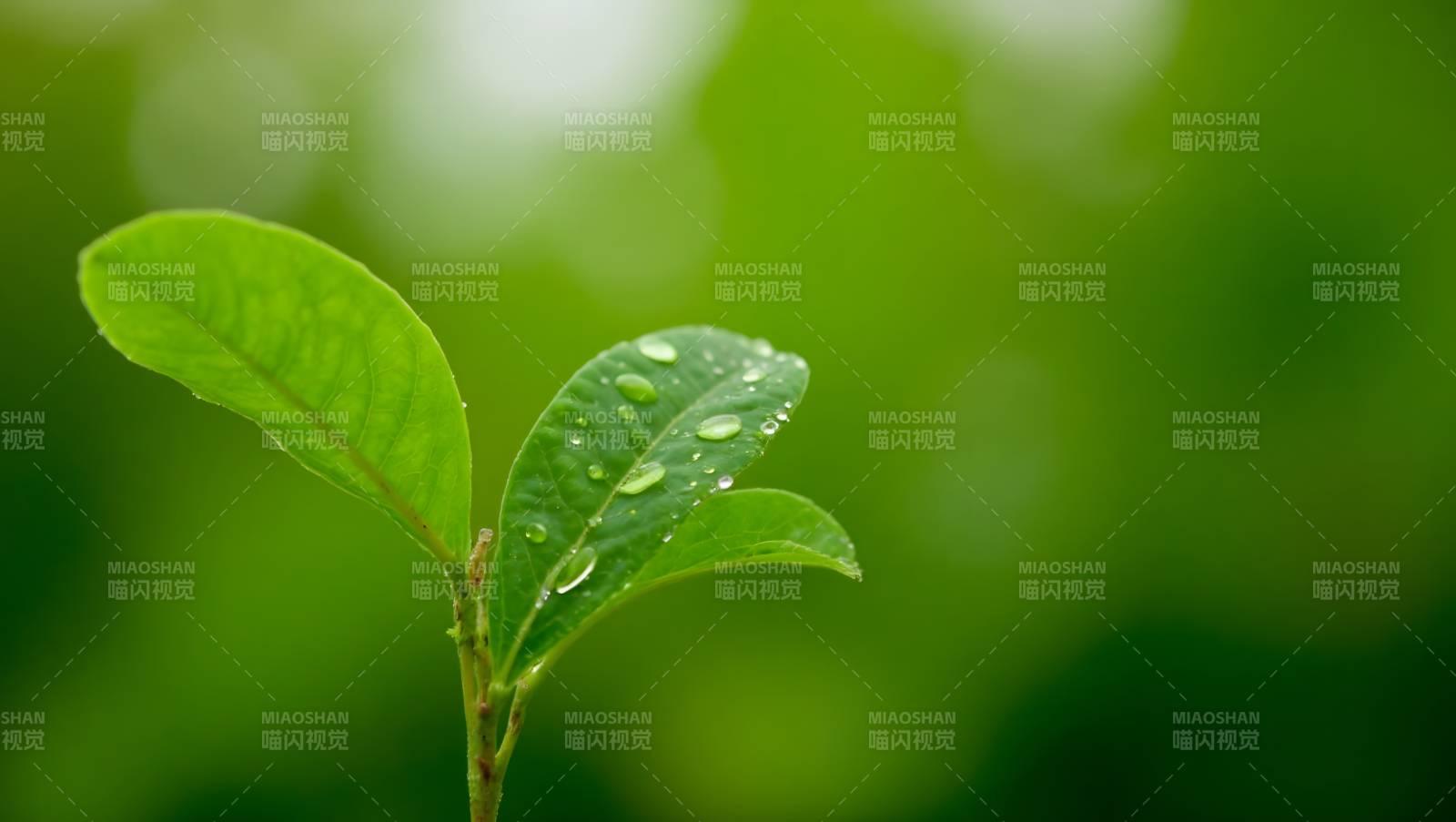 绿叶上的露珠图片