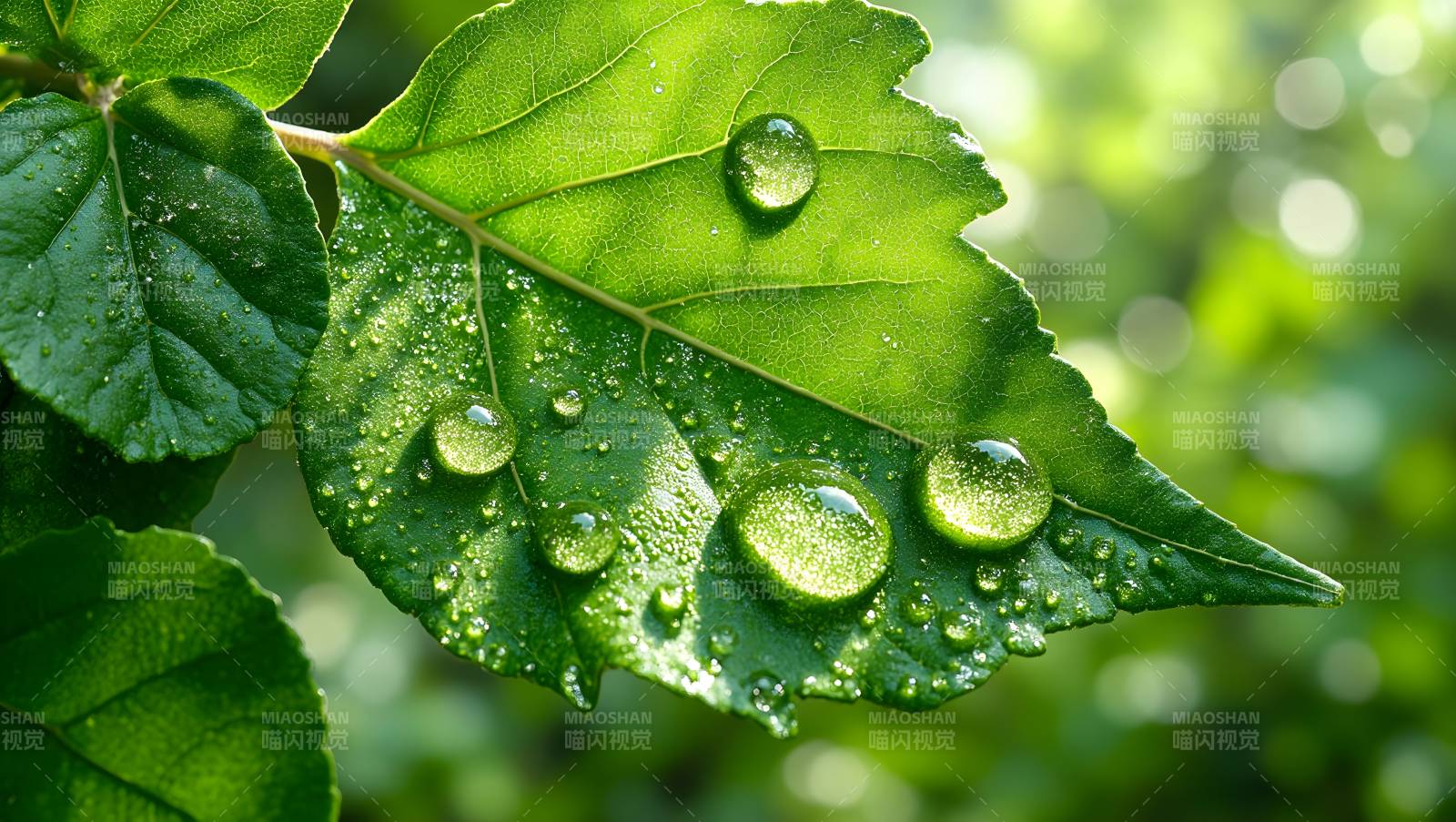 露珠点缀绿叶图片