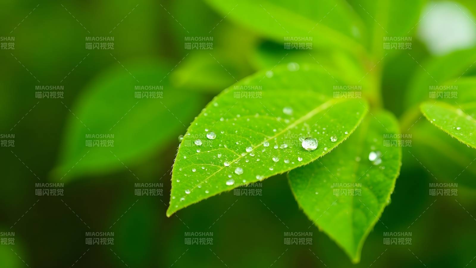 露珠点缀绿叶图片