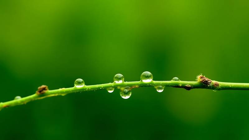 露珠点缀绿枝头图片