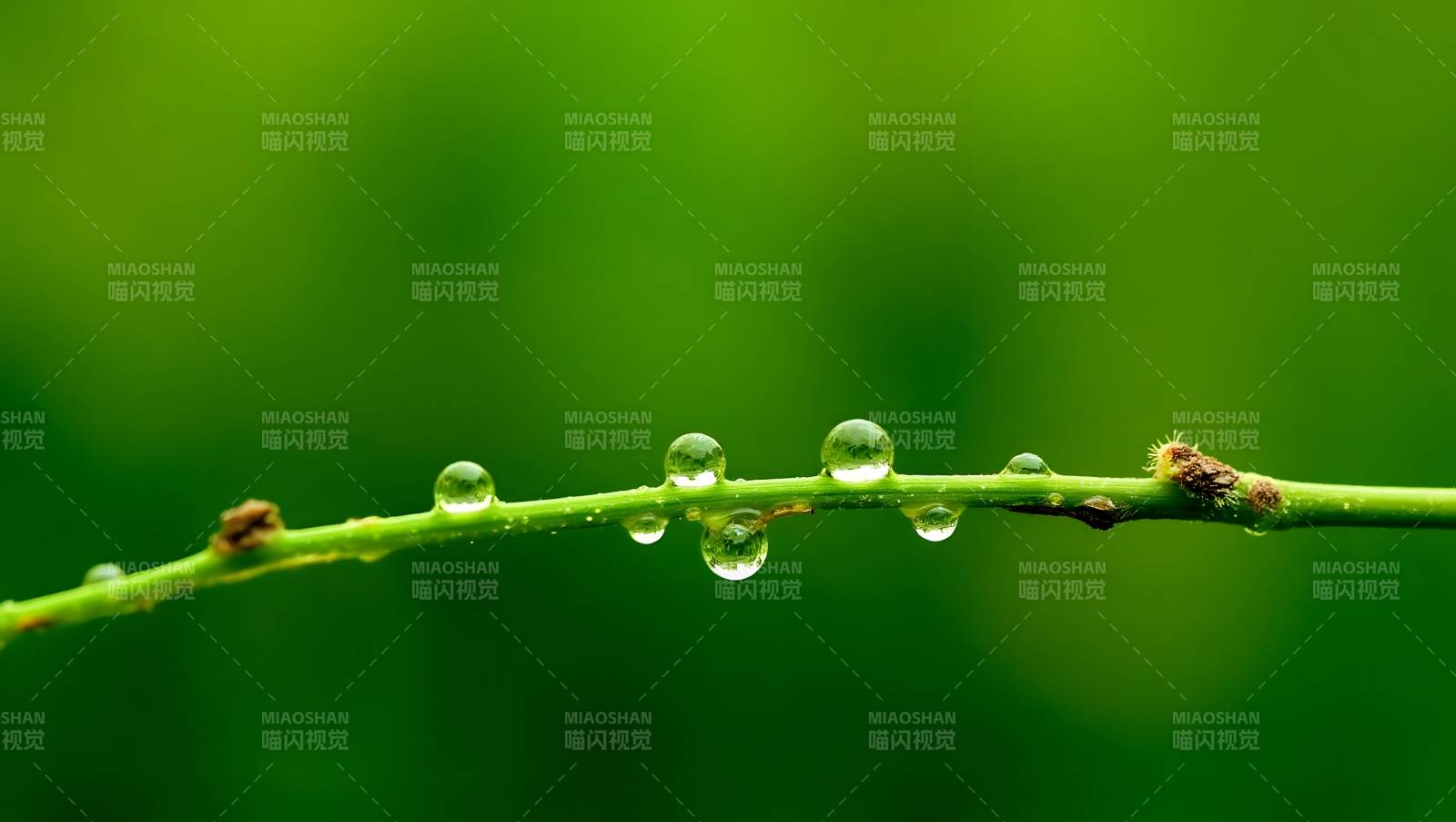 露珠点缀绿枝头图片