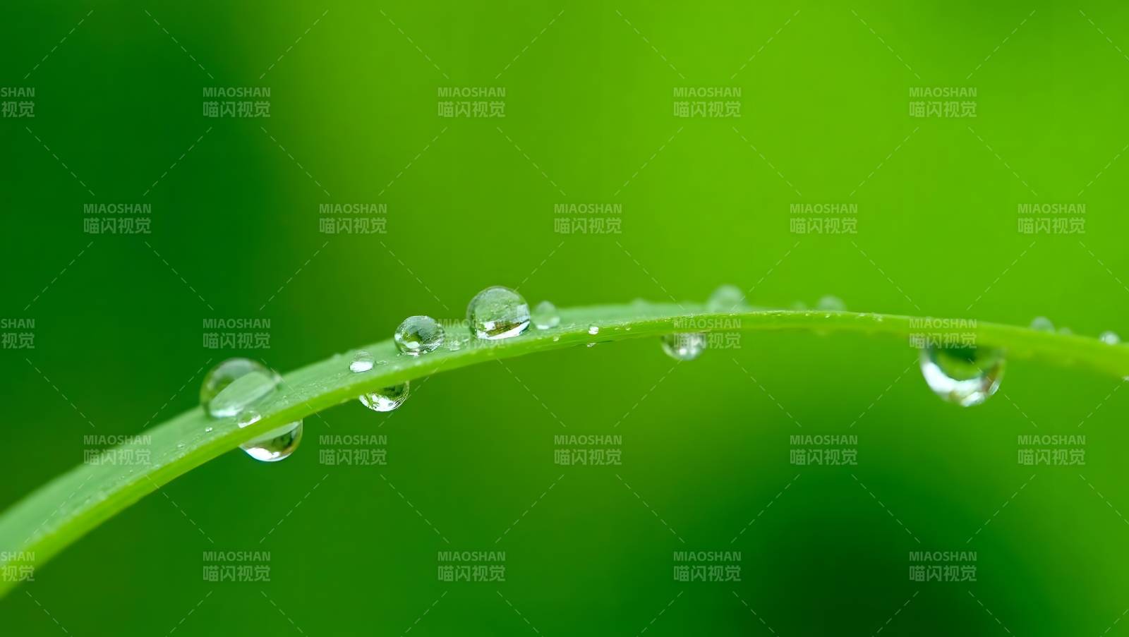 露珠轻缀绿叶尖图片