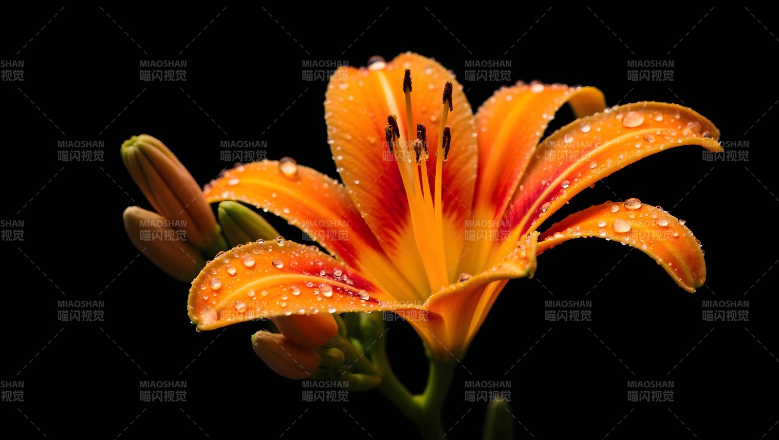 橙色花露珠绽放图片