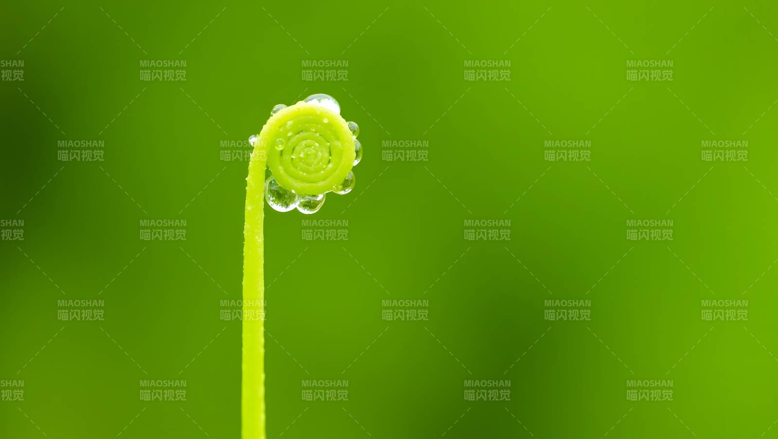 嫩芽上的露珠图片