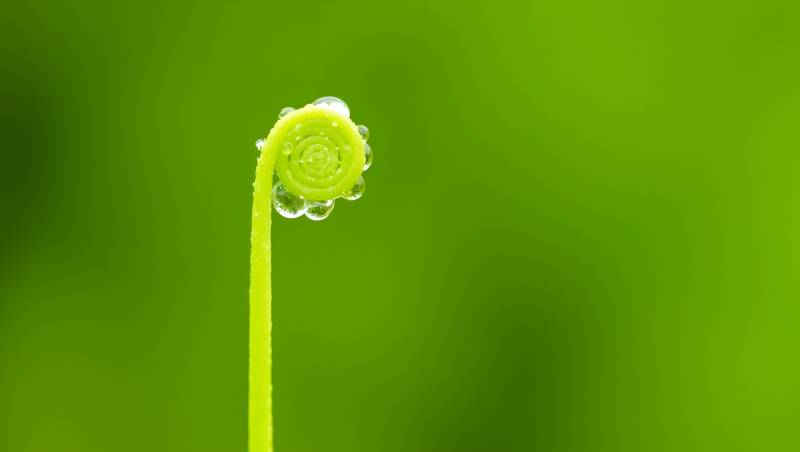 嫩芽上的露珠图片