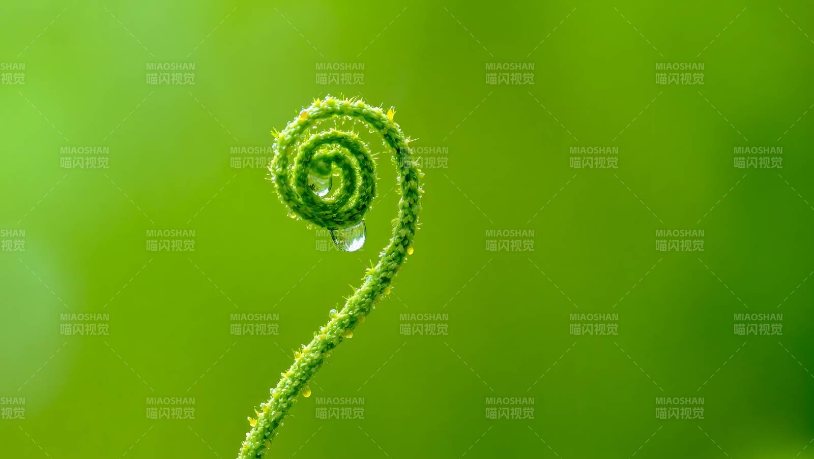 嫩芽上的露珠图片