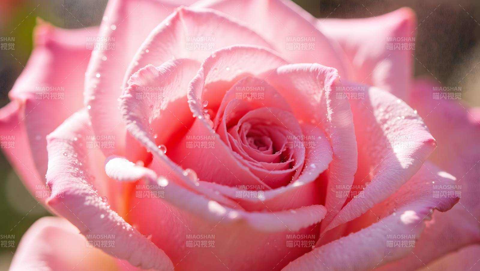 粉玫瑰绽放图片