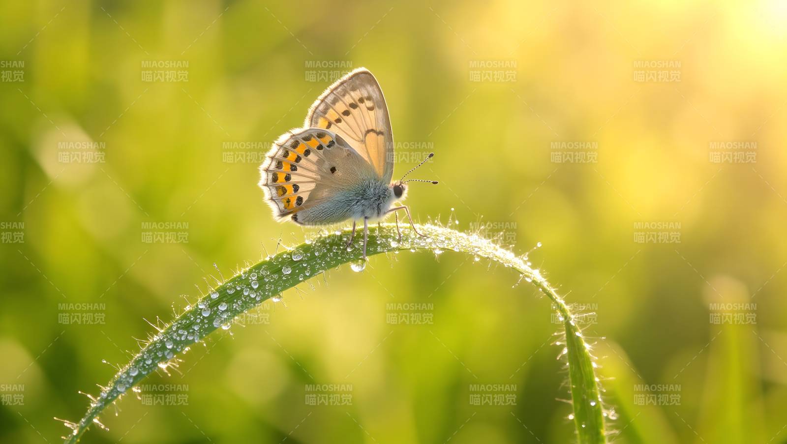 蝴蝶栖息草尖图片