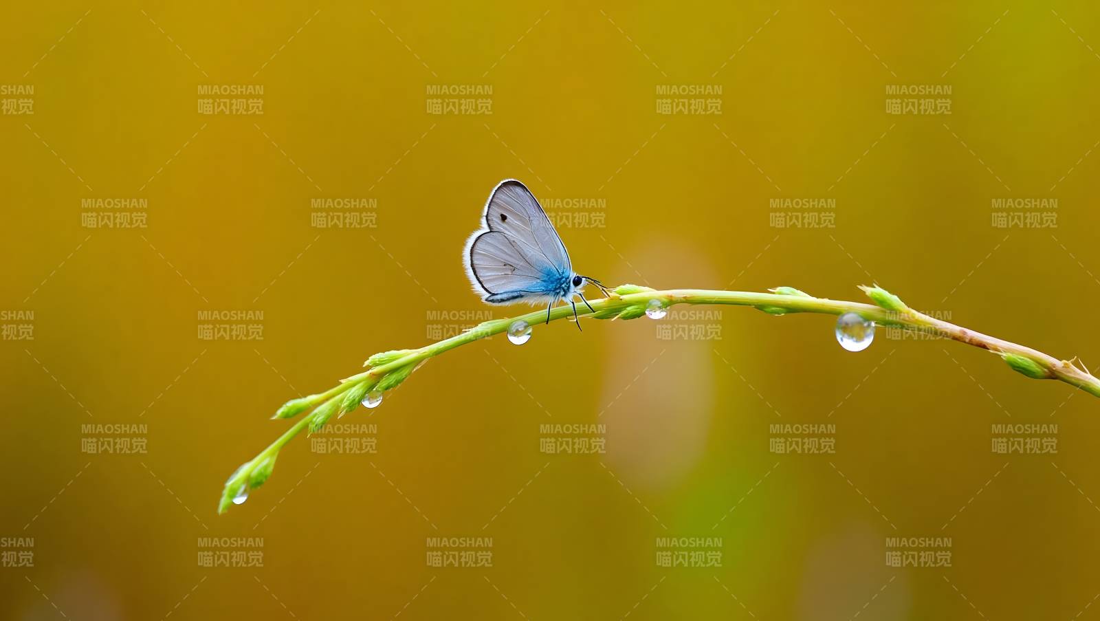 蓝蝶栖枝露珠闪烁图片