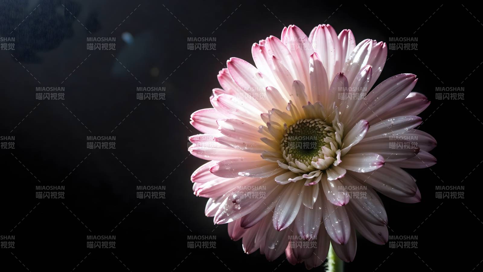 粉菊绽放 暗夜生辉图片