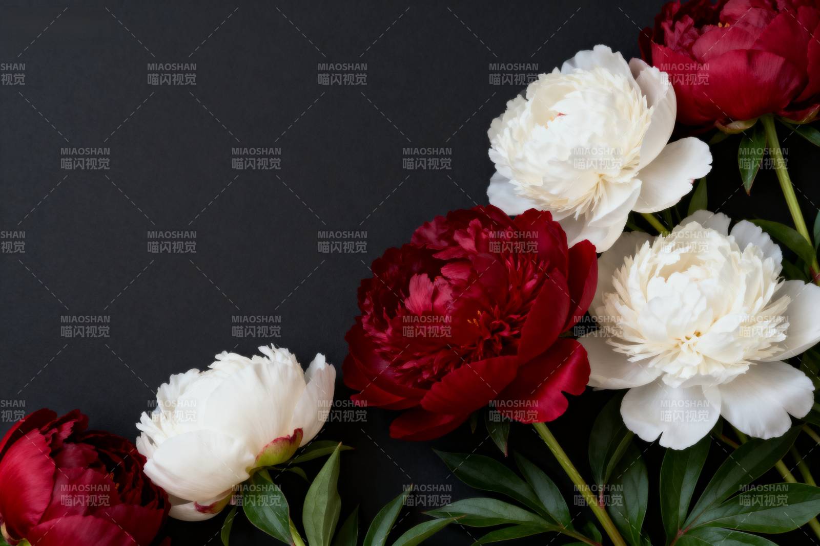 红白牡丹绽放图片