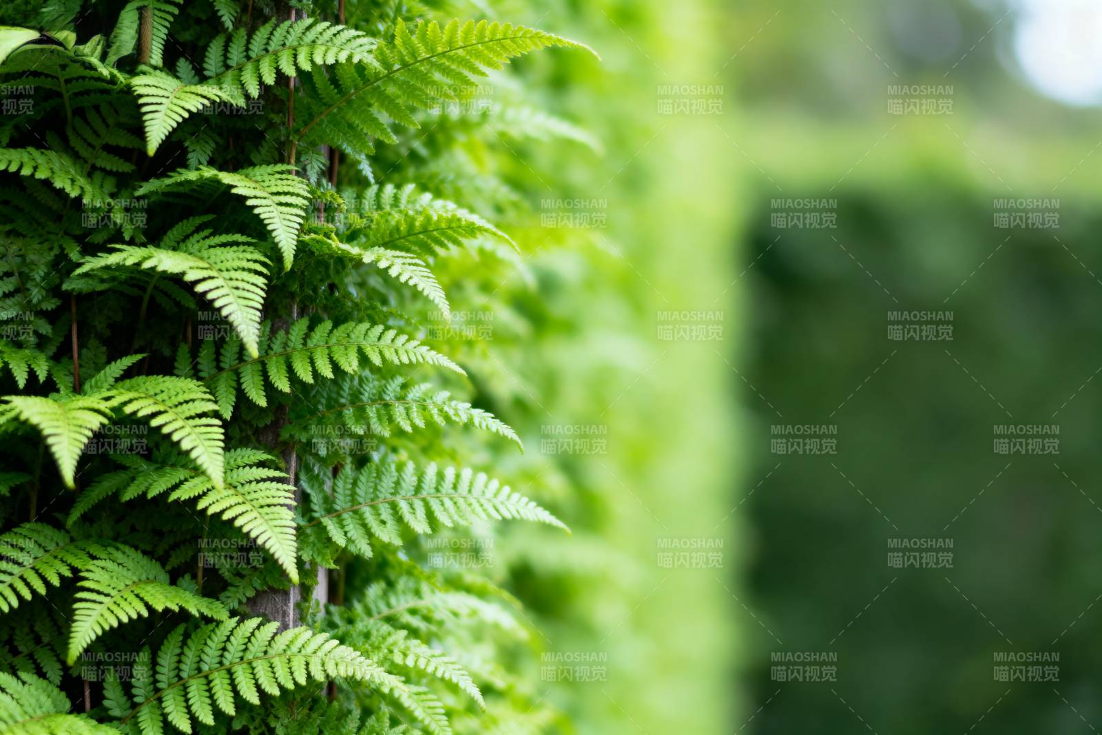 绿意盎然的蕨类墙图片