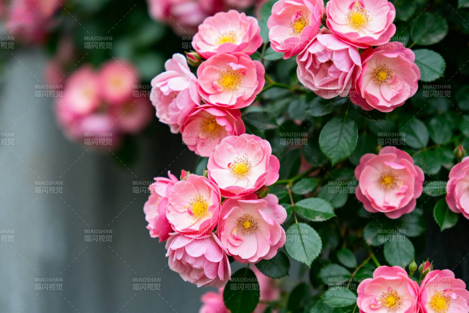 粉玫瑰绽放图片