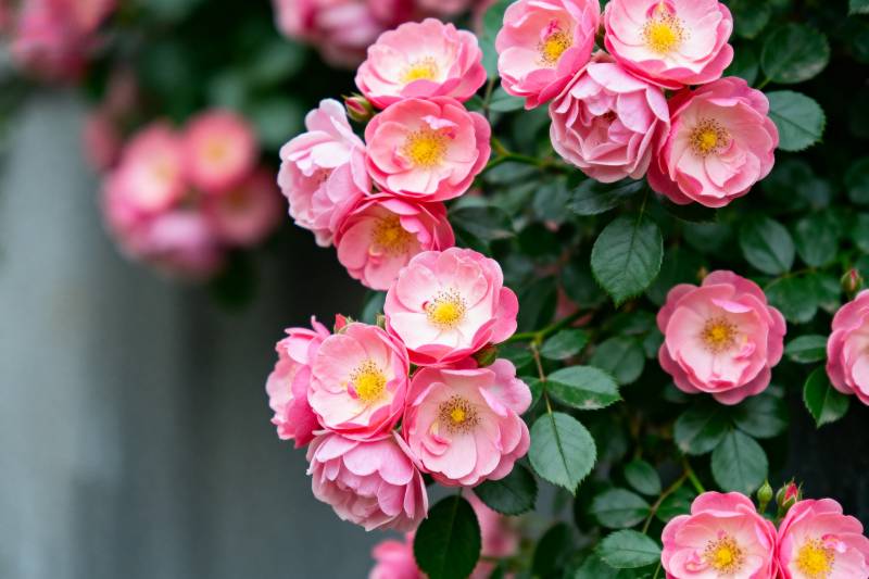 粉玫瑰绽放图片