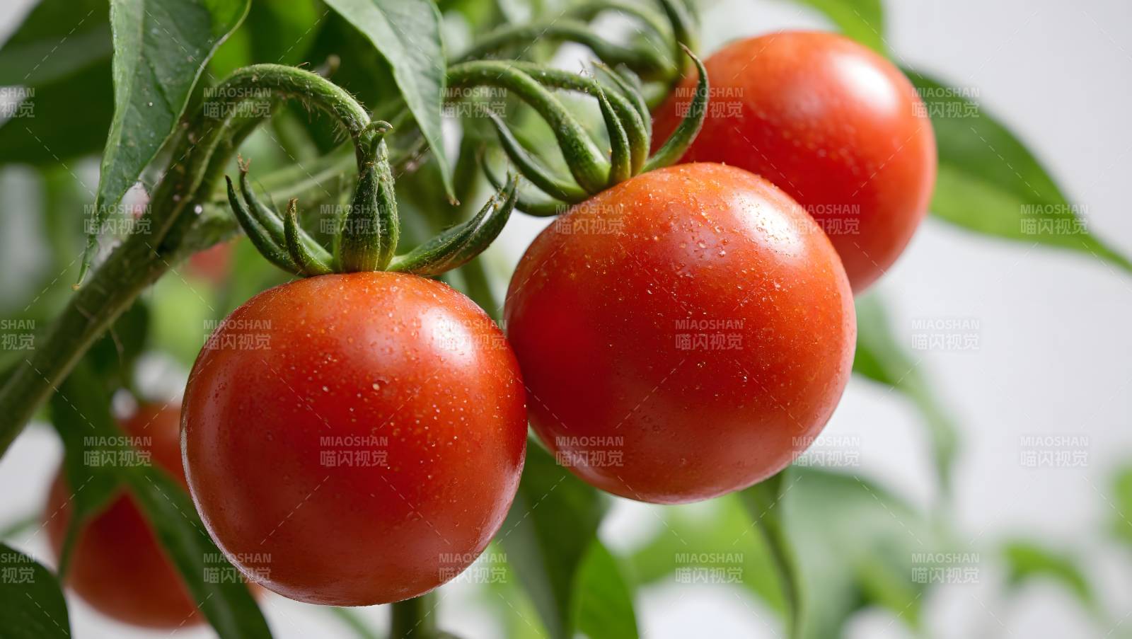 鲜红樱桃番茄挂枝头图片