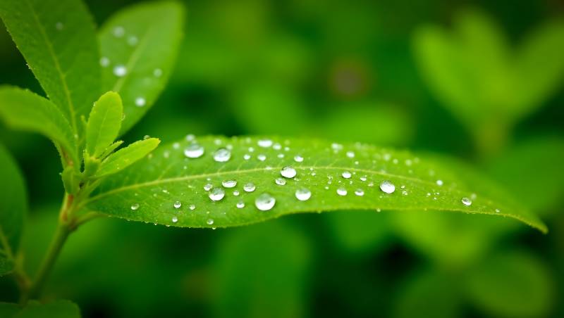 露珠点缀绿叶图片