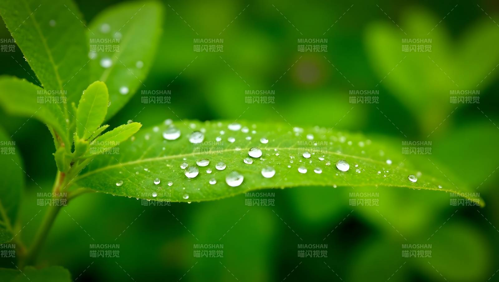 露珠点缀绿叶图片