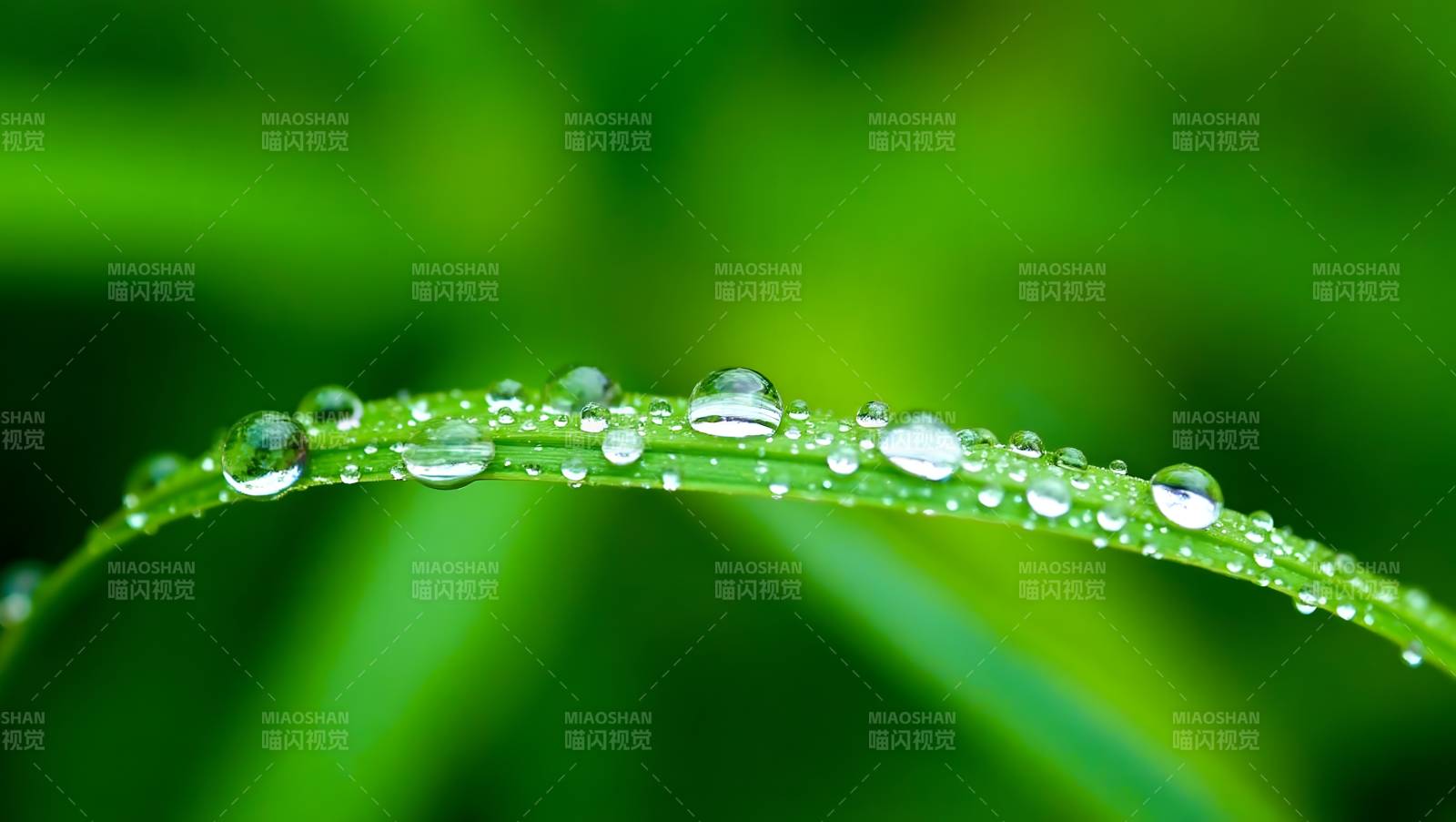 露珠草叶 晶莹剔透图片