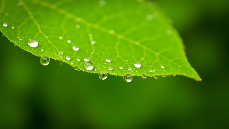 露珠点缀绿叶图片