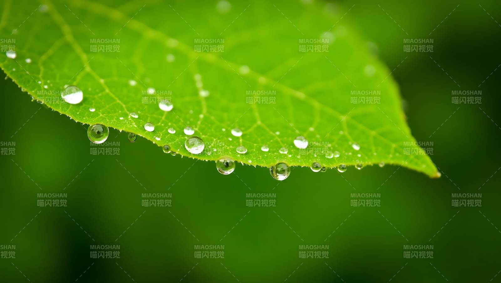 露珠点缀绿叶图片