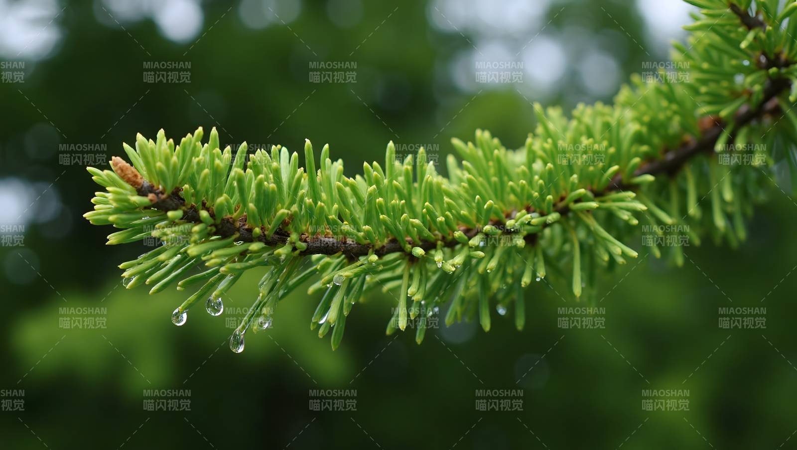 雨后松枝滴水图片
