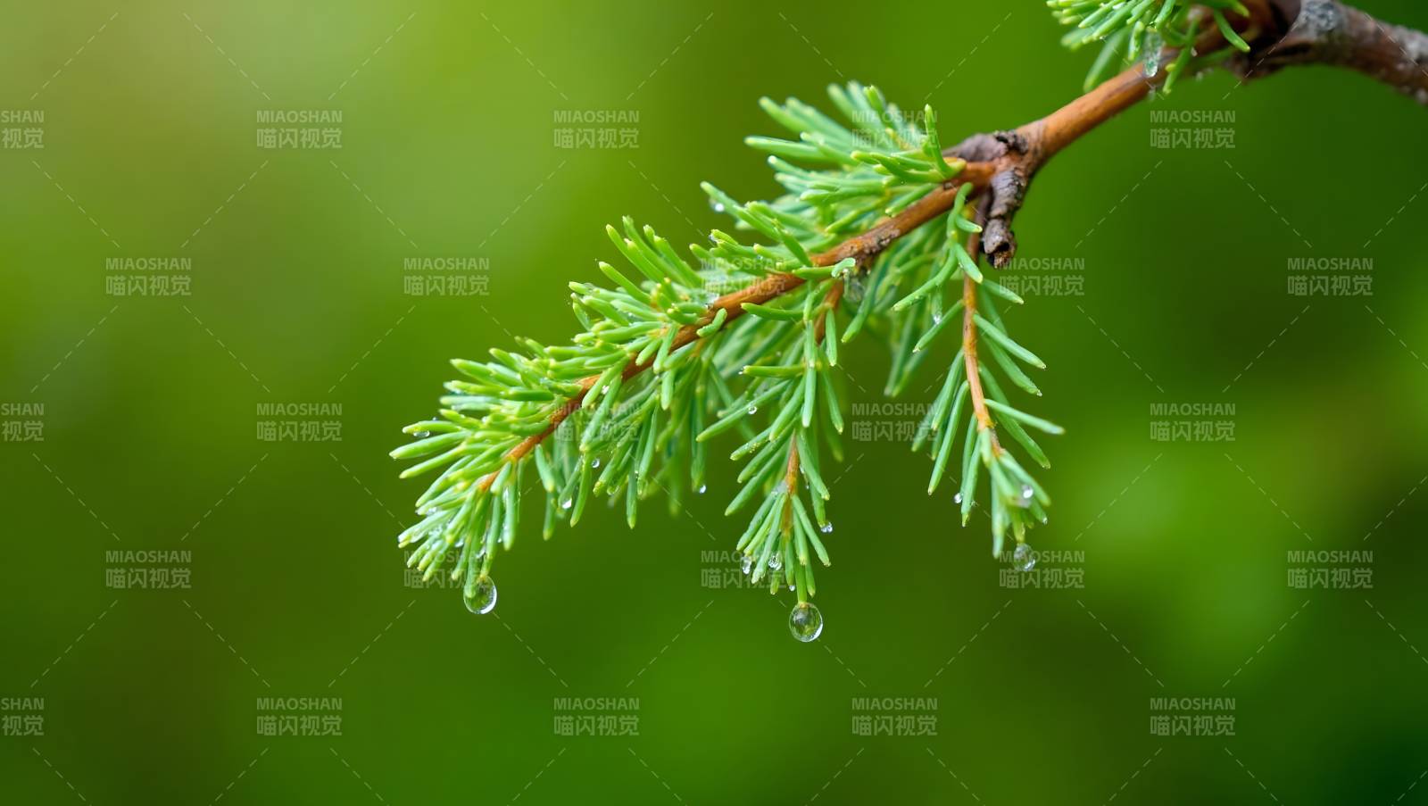 松枝滴露图片