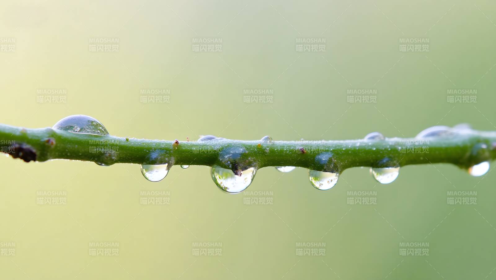 露珠挂枝头图片