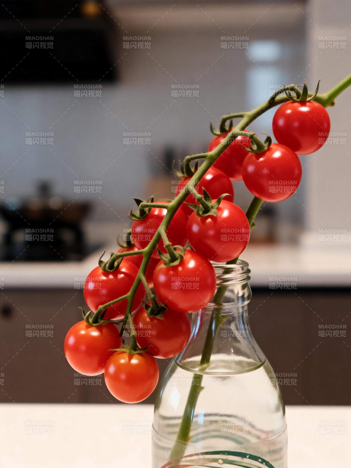 枝头红番茄图片