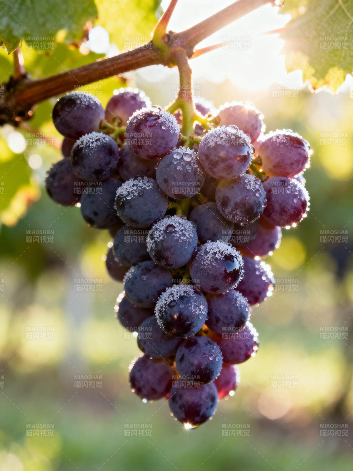 紫葡萄挂枝头图片