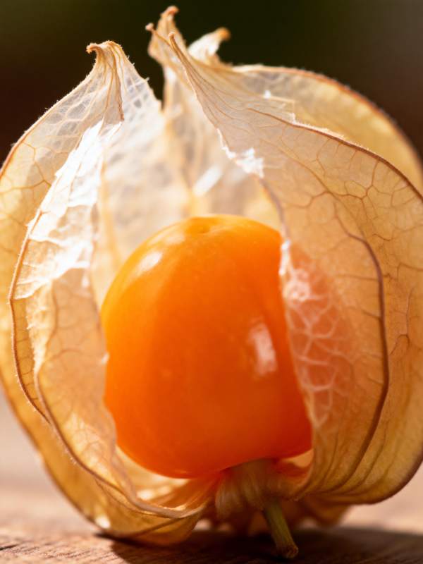 金灯果特写图片