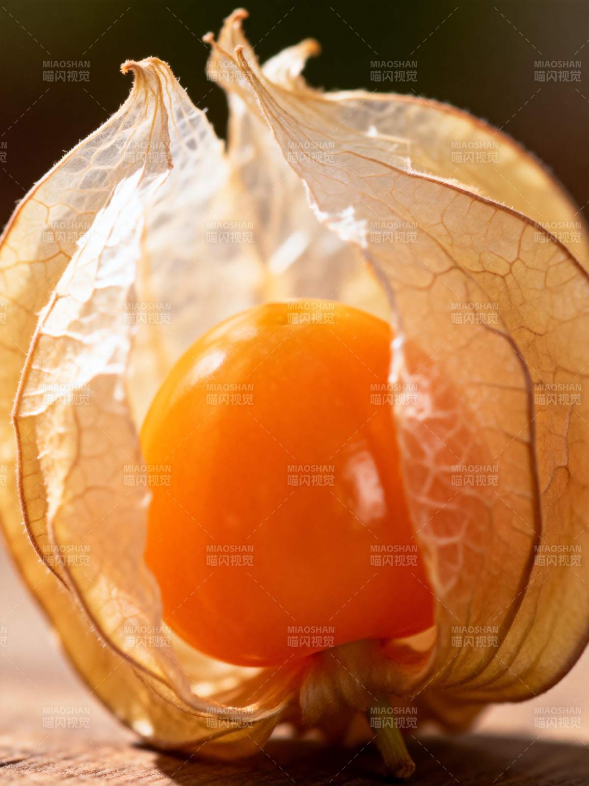 金灯果特写图片