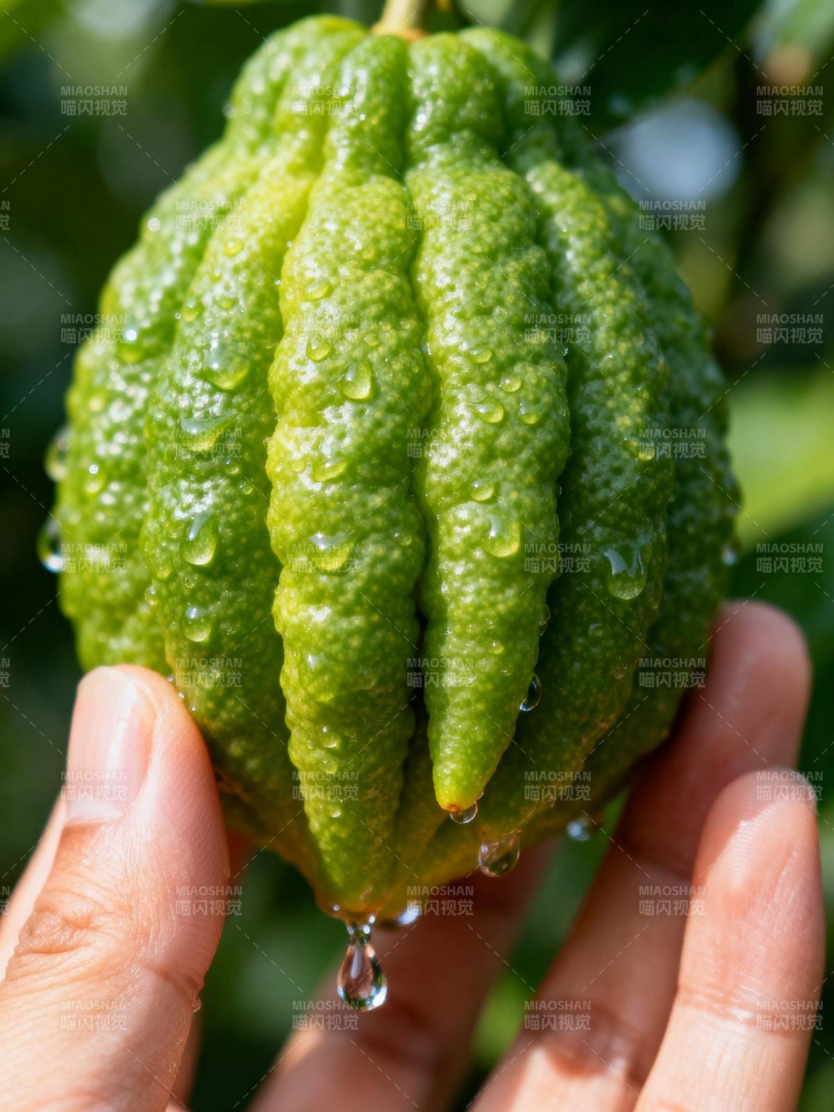 佛手瓜滴水图片