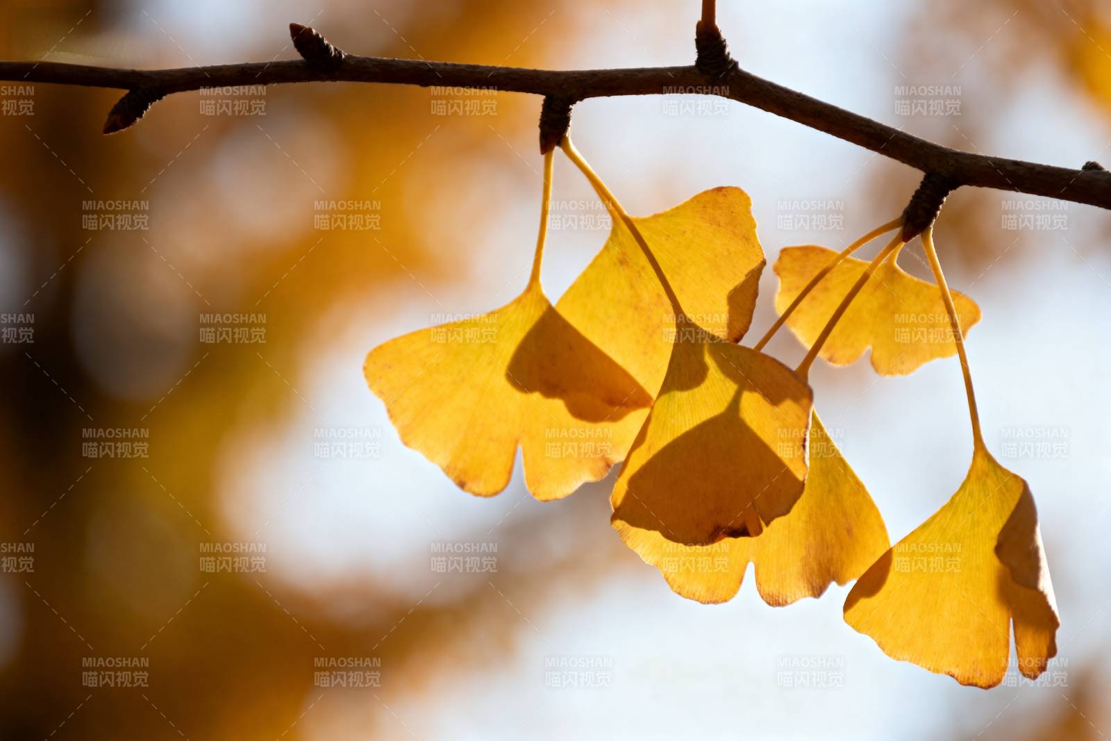 秋日银杏叶图片