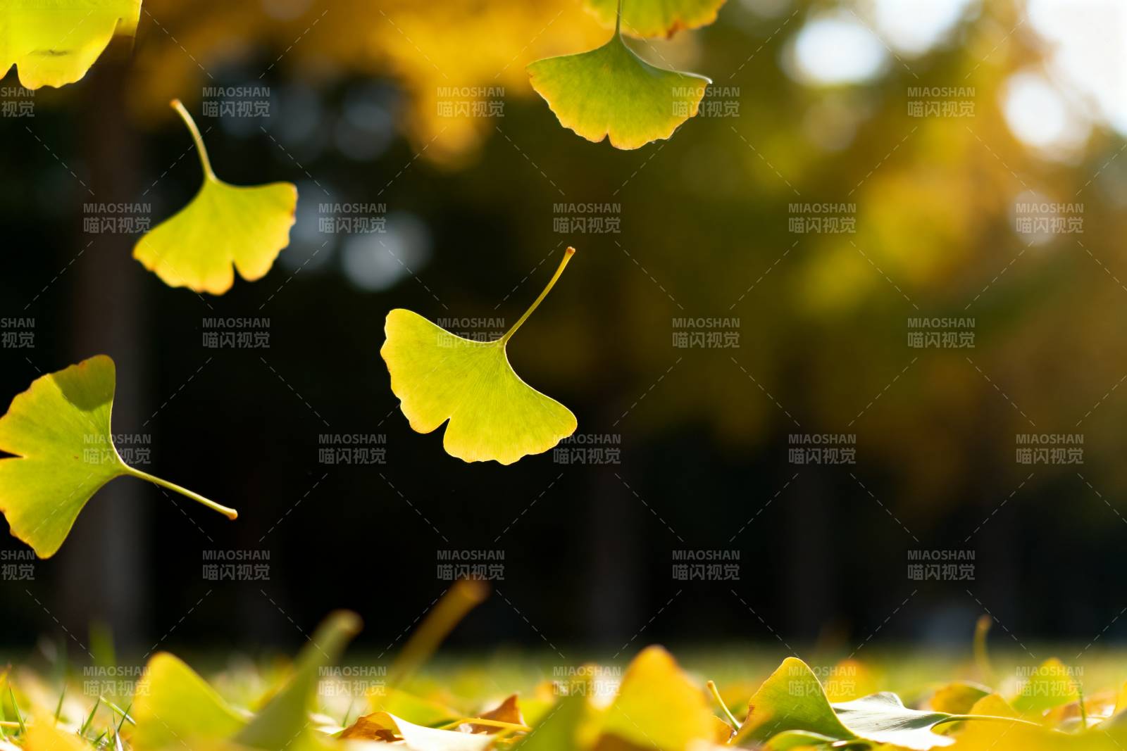 银杏叶飘落秋景图片