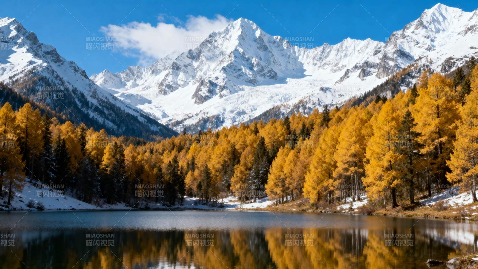 雪山秋林倒影湖图片