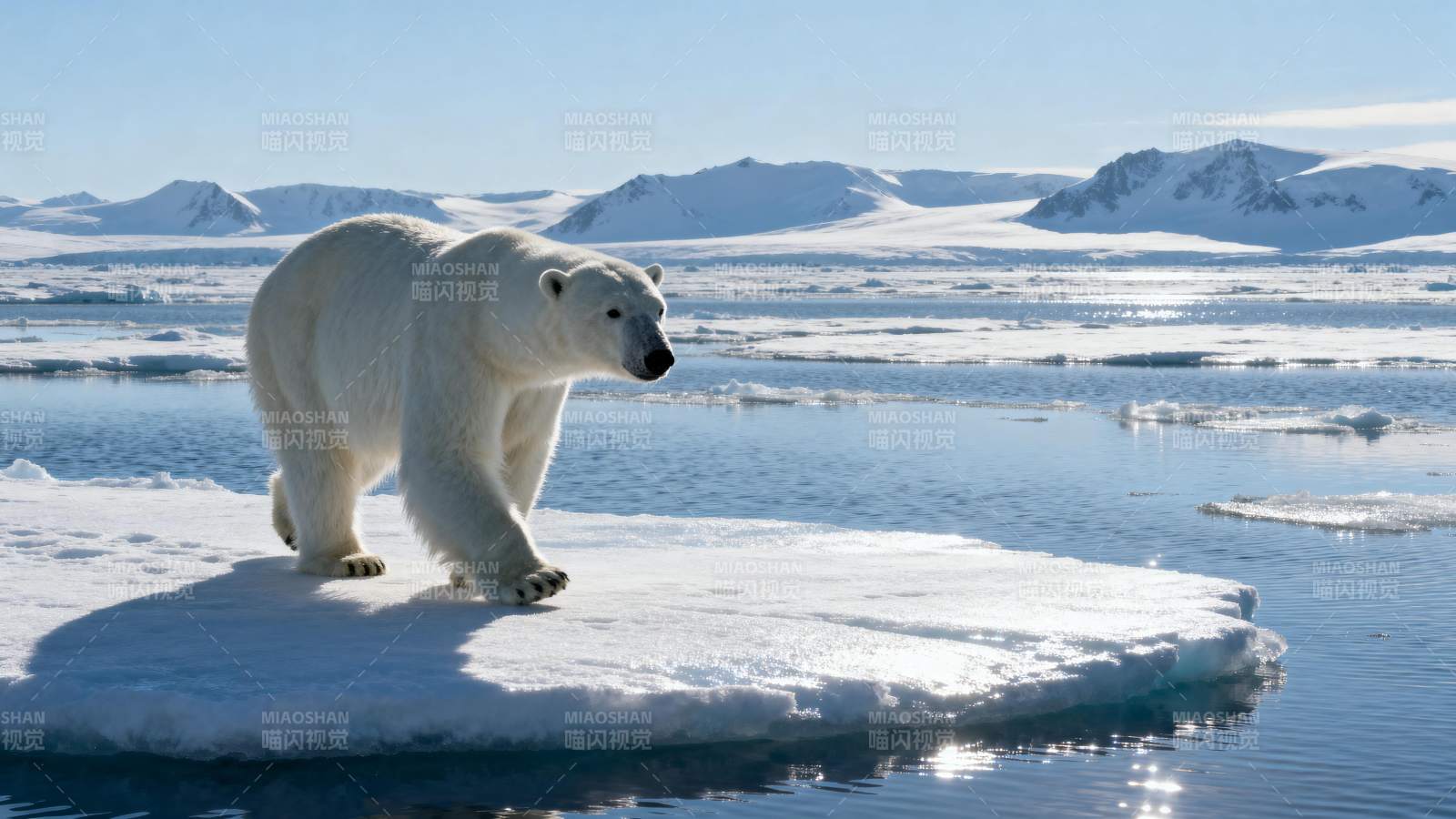 北极熊冰上行走图片