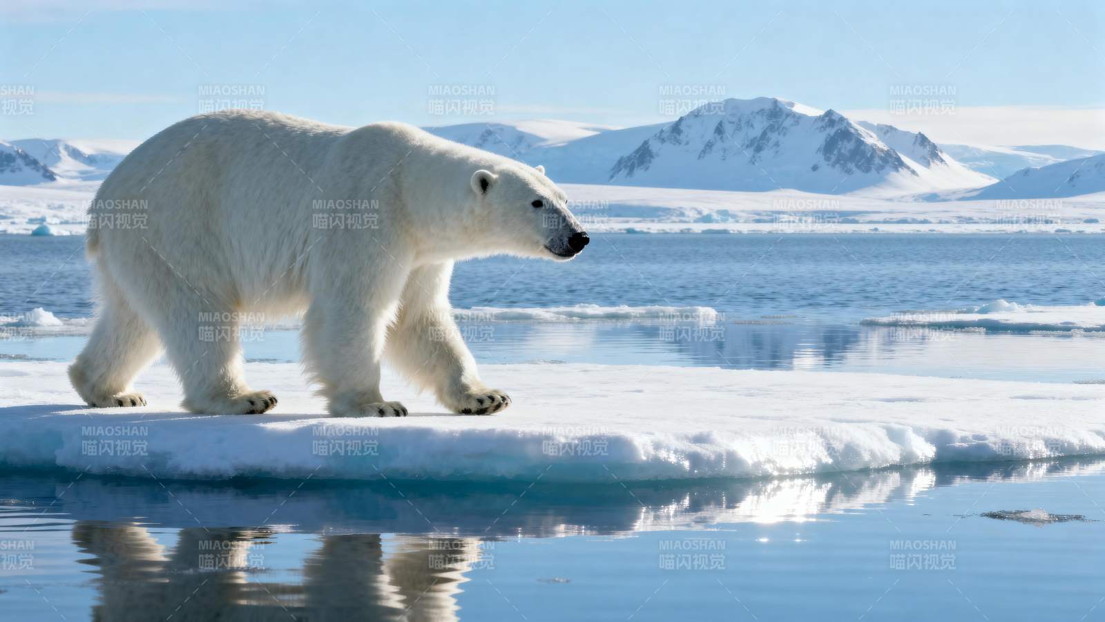 北极熊踏冰前行图片